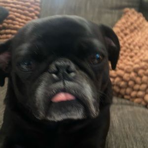 Meet your Posher, Oscar